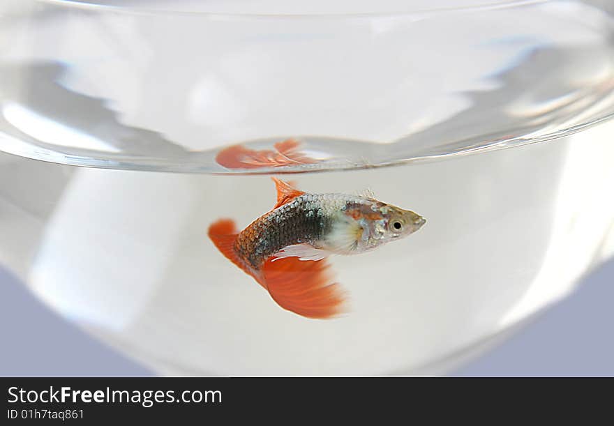 Aquarium fish with a red tail in glass