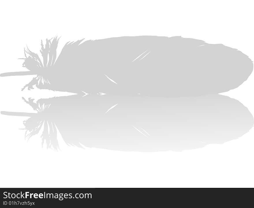 Illustration with gray feather on white background. Illustration with gray feather on white background