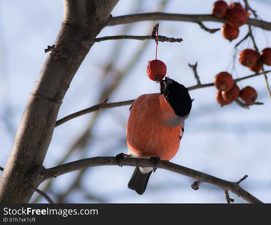 Bullfinch