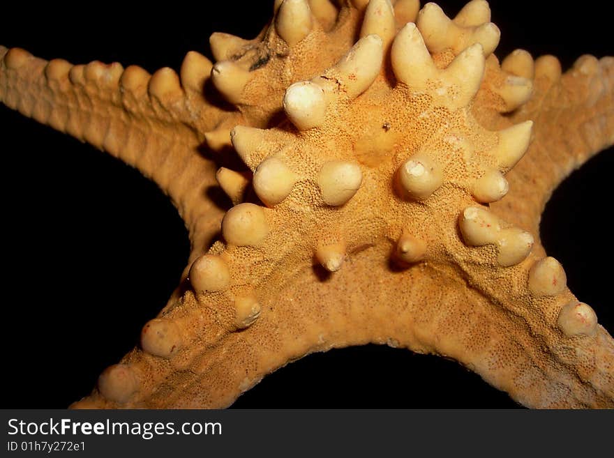 Close-up of an orange starfish.