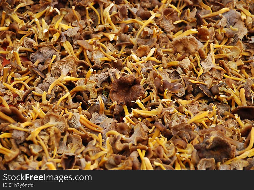 Golden chanterelle