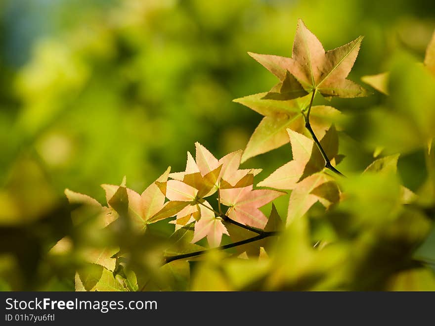 Maple mix with dark yellow color