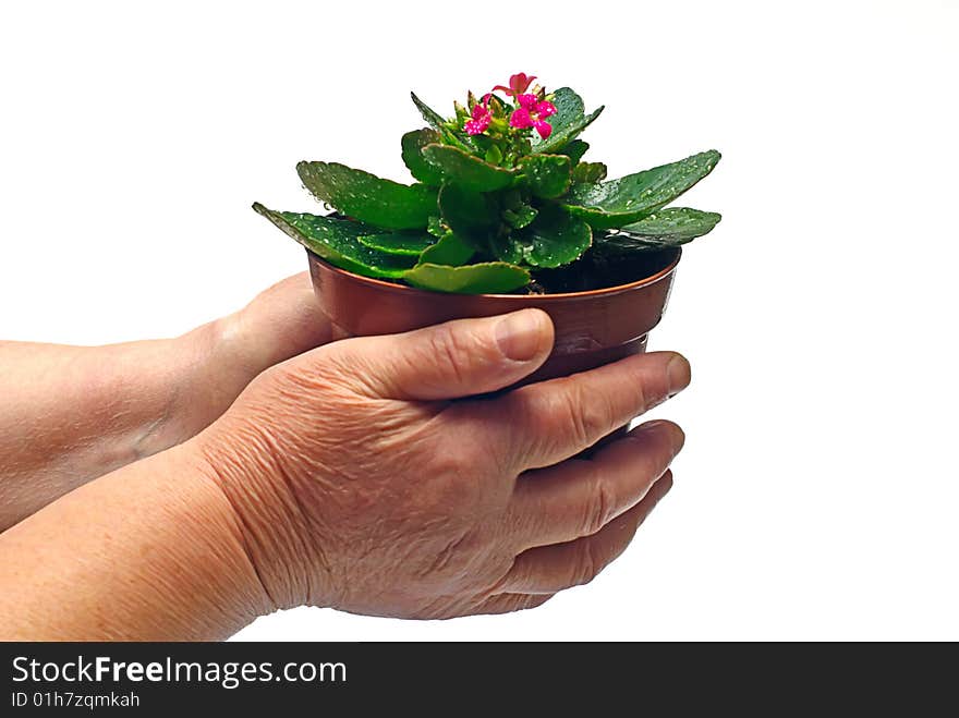 Hands with flower on white