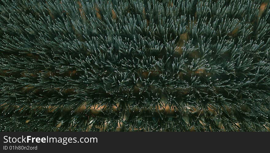 Surface of scrubbing brush polyester bristles.