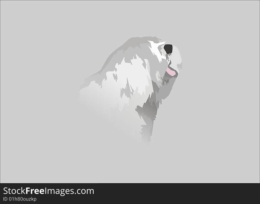 Old English Sheepdog in grey background