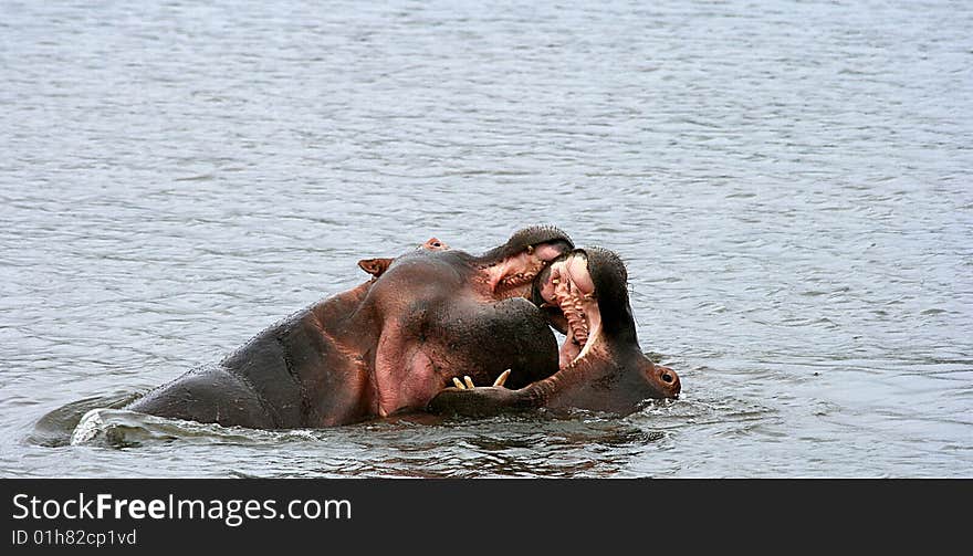 Two hippos fighting for a mate in mating season. Two hippos fighting for a mate in mating season