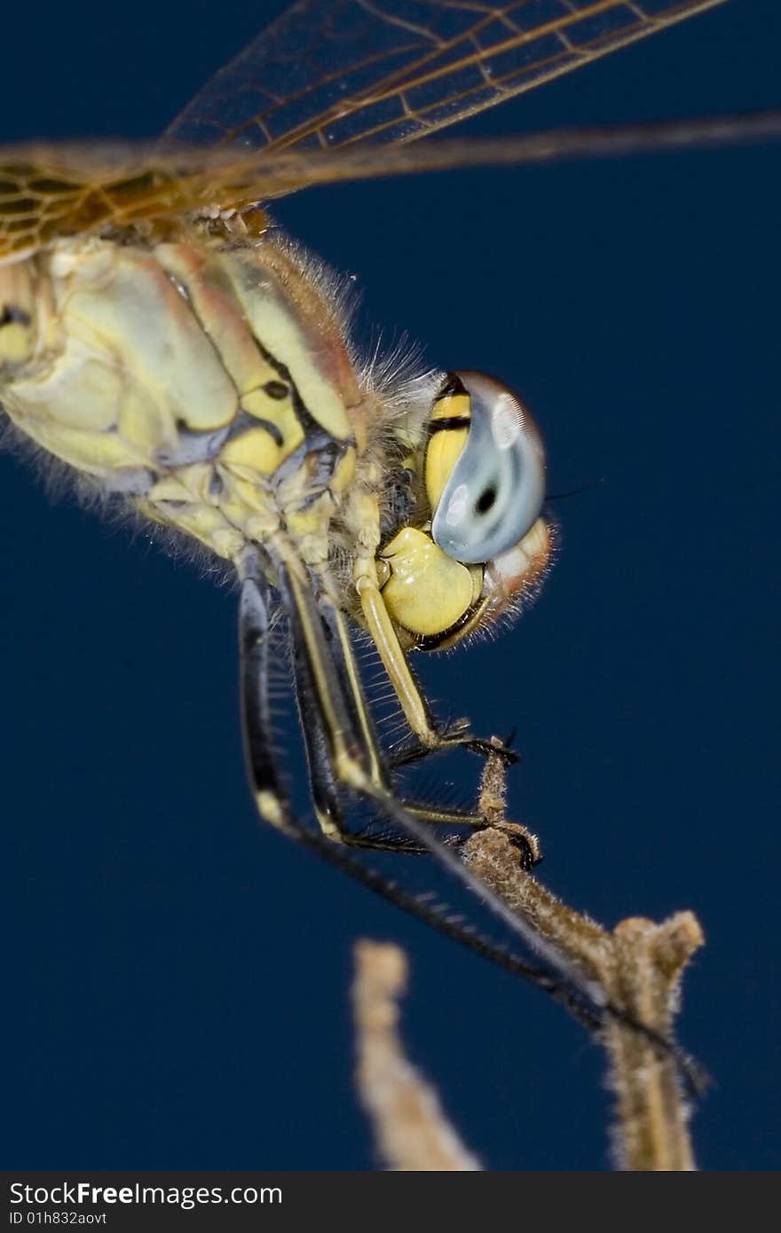 Macro of a dragonfly