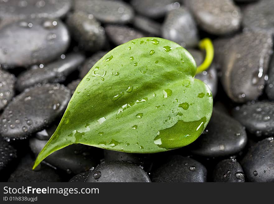 Rain texture.green background. Still Life. Rain texture.green background. Still Life.