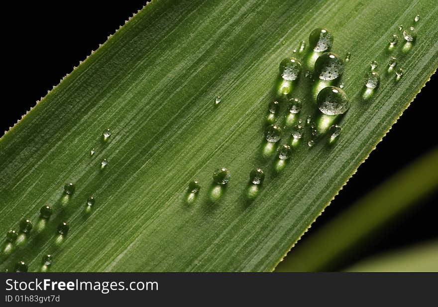 Drops on the green leaf, macro, studio