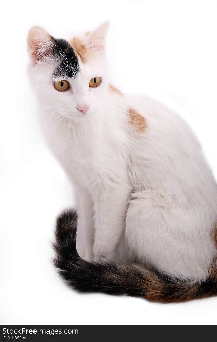 Cute cat on white background. Cute cat on white background.