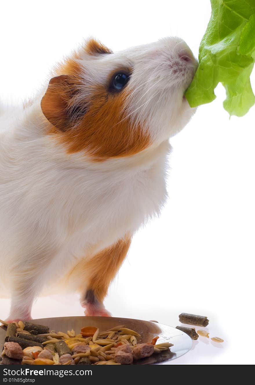 Guinea pig on a white background