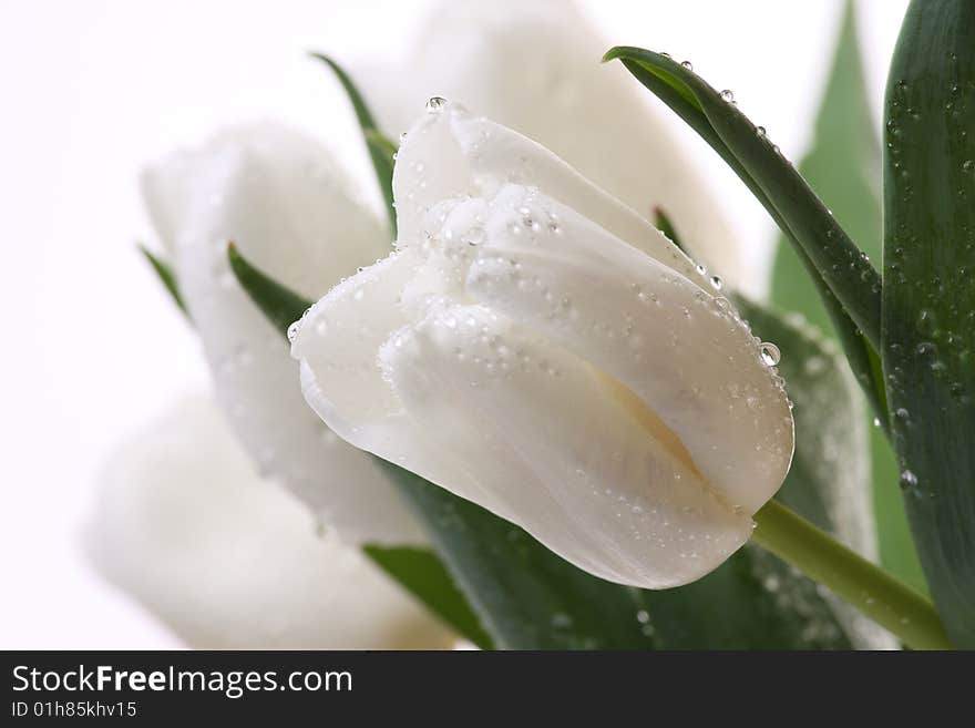 White tulips and green leaves on a light background. White tulips and green leaves on a light background.