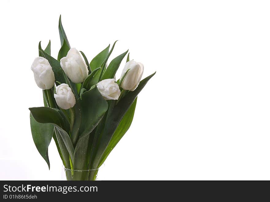 White tulips and green leaves on a light background. White tulips and green leaves on a light background.