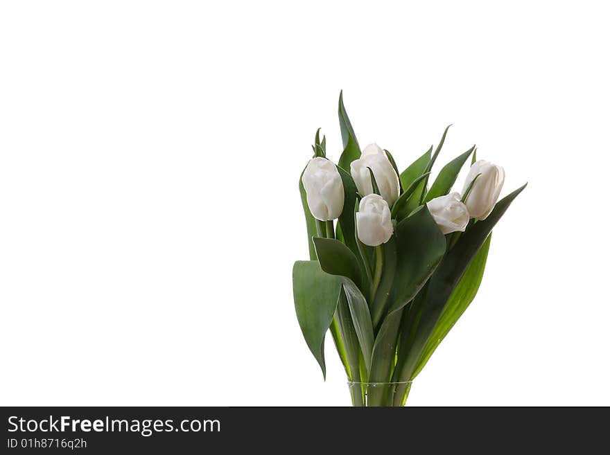 White tulips and green leaves on a light background. White tulips and green leaves on a light background.