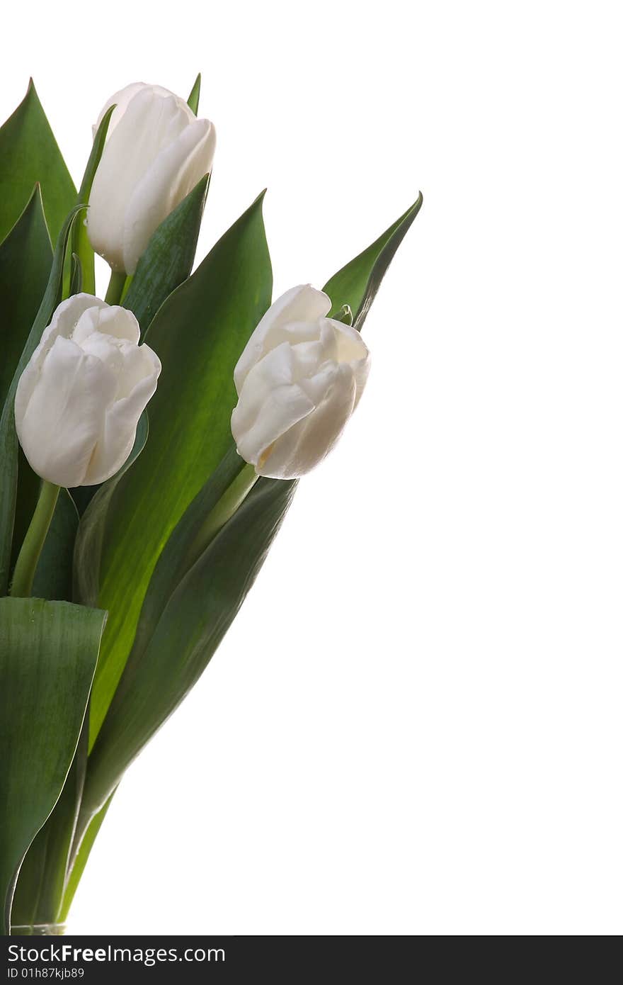 White tulips and green leaves on a light background. White tulips and green leaves on a light background.