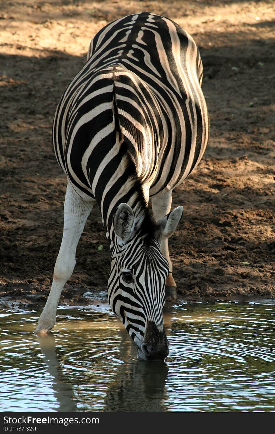 Zebra Drinking