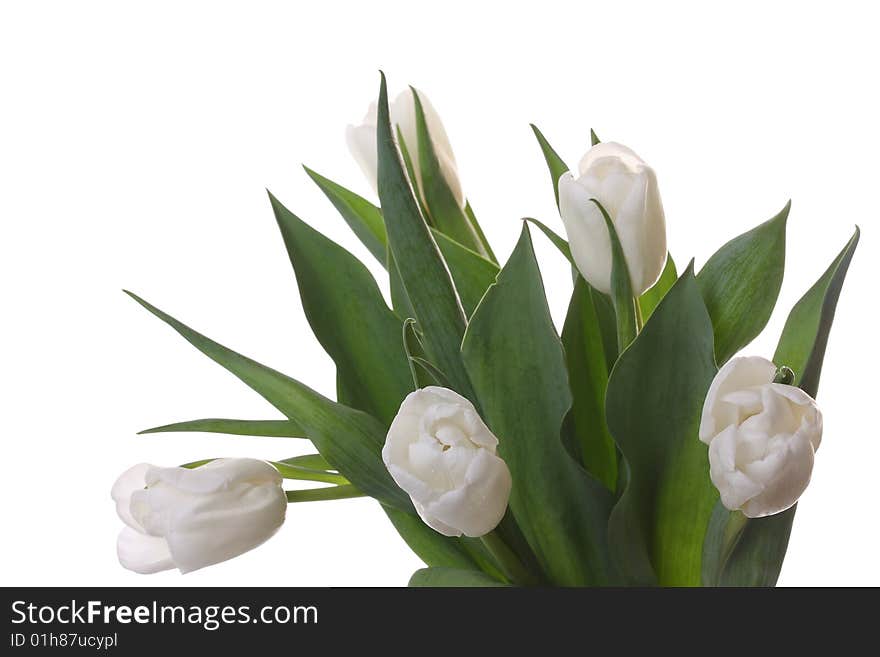 White tulips and green leaves on a light background. White tulips and green leaves on a light background.