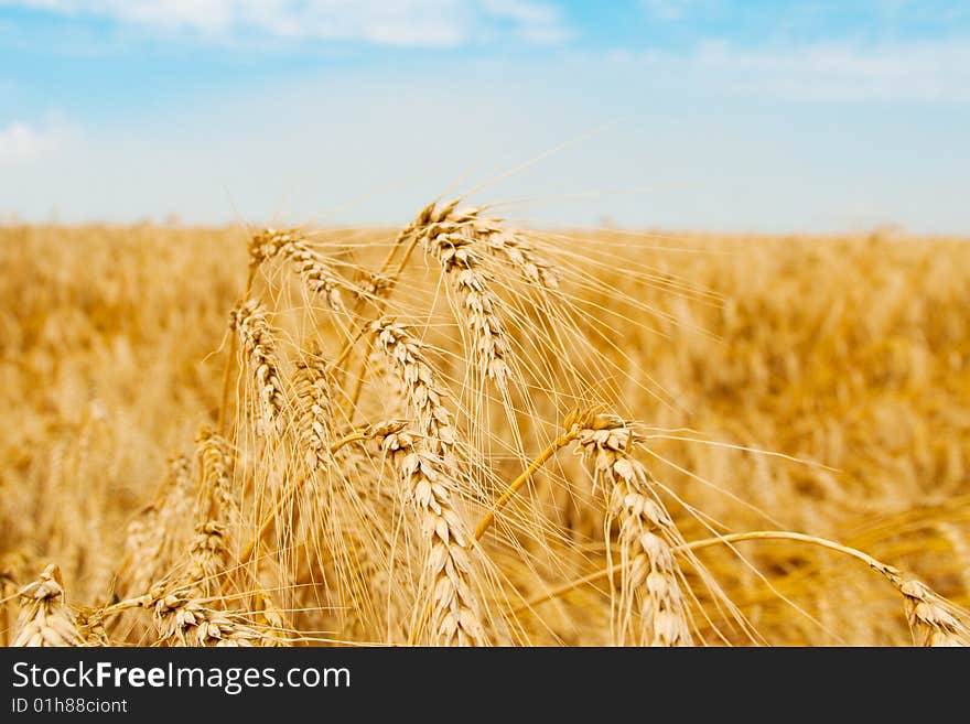 Golden wheat field and several spikes shot closeup. Golden wheat field and several spikes shot closeup