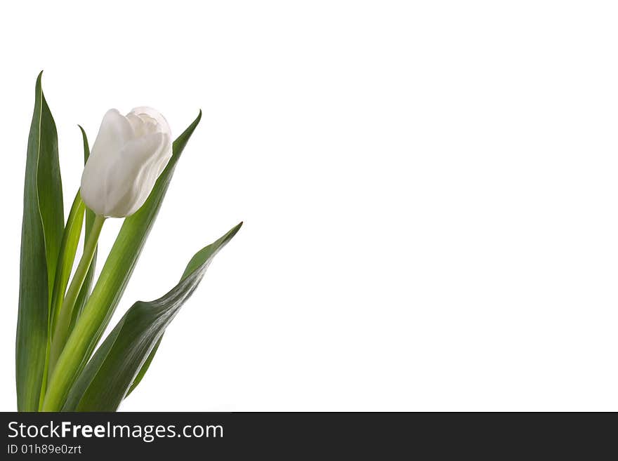 White tulips and green leaves on a light background. White tulips and green leaves on a light background.