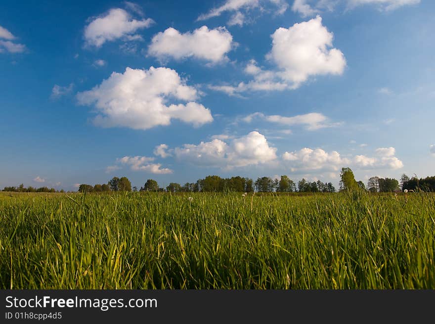 Blue sky and green grass in the poland. Blue sky and green grass in the poland