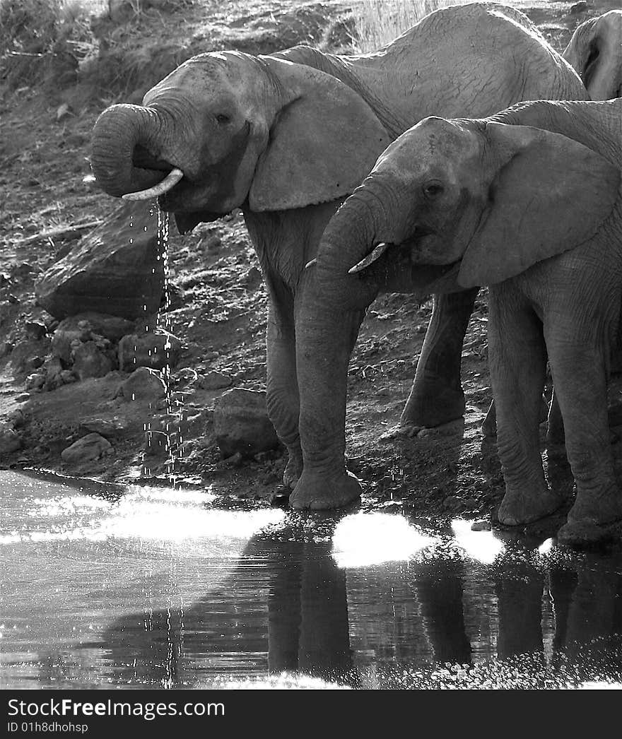 A family group of elephants drinking. A family group of elephants drinking