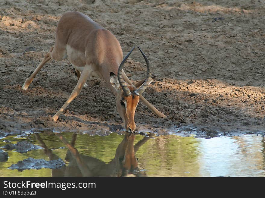 Impala at the waterhole