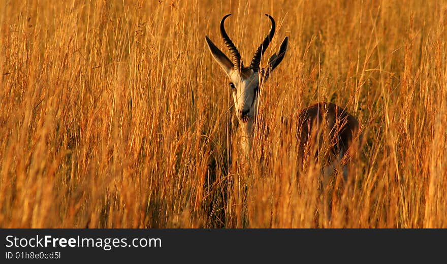 Springbok in early morning light, Southern Africa