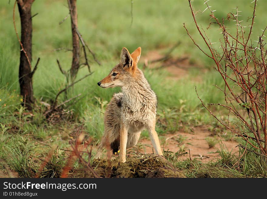 Jackal feeding in open savanna plain, keeping a watchful eye out for lions. Jackal feeding in open savanna plain, keeping a watchful eye out for lions.