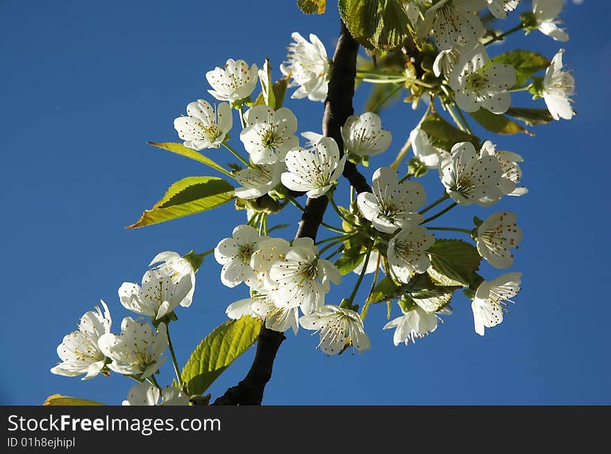 Cherry blossom