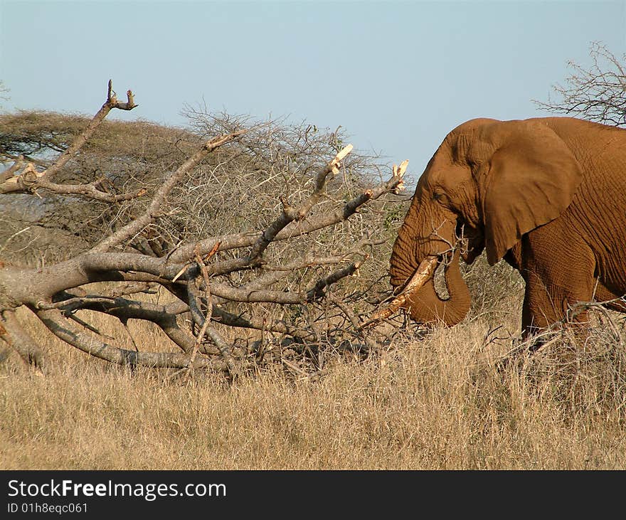 Large bull elephant browsing on a marula tree in South Africa. Large bull elephant browsing on a marula tree in South Africa