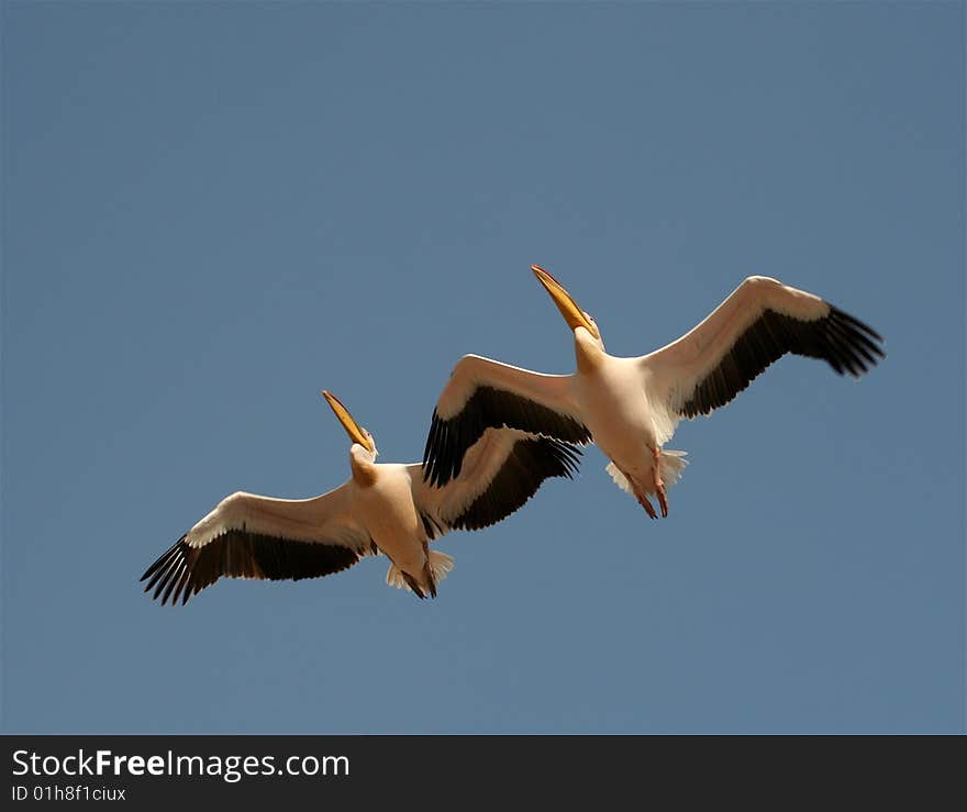 Pelicans in flight