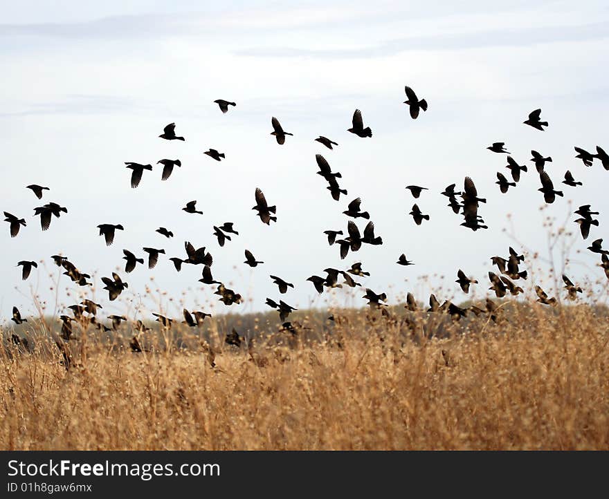 A Flock of Yellow-Headed Blackbirds