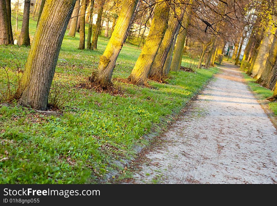 Some trees in the park in autumn in Poland