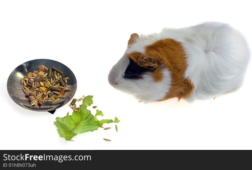 Guinea pig on a white background