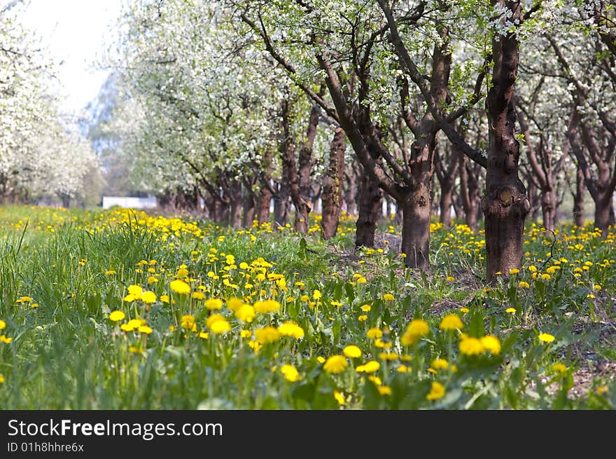 Trees in spring