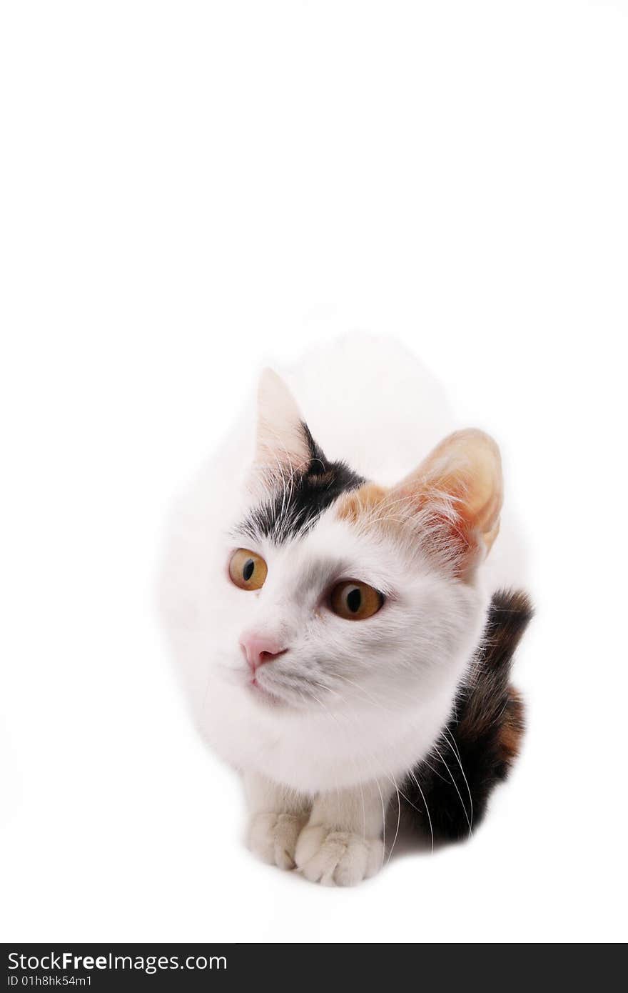 Cute cat on white background. Cute cat on white background.