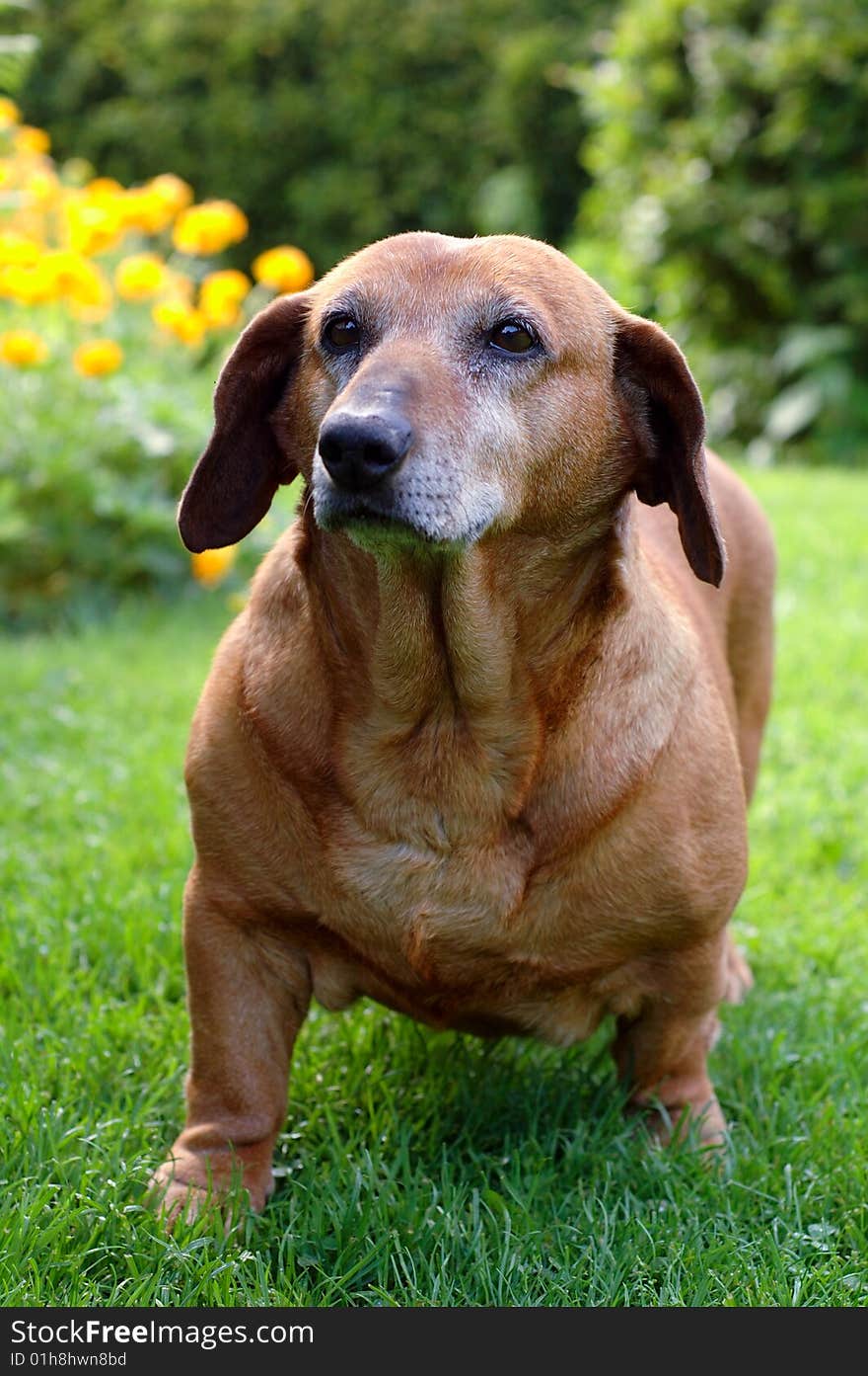 Photo of a nice cute dog in Poland