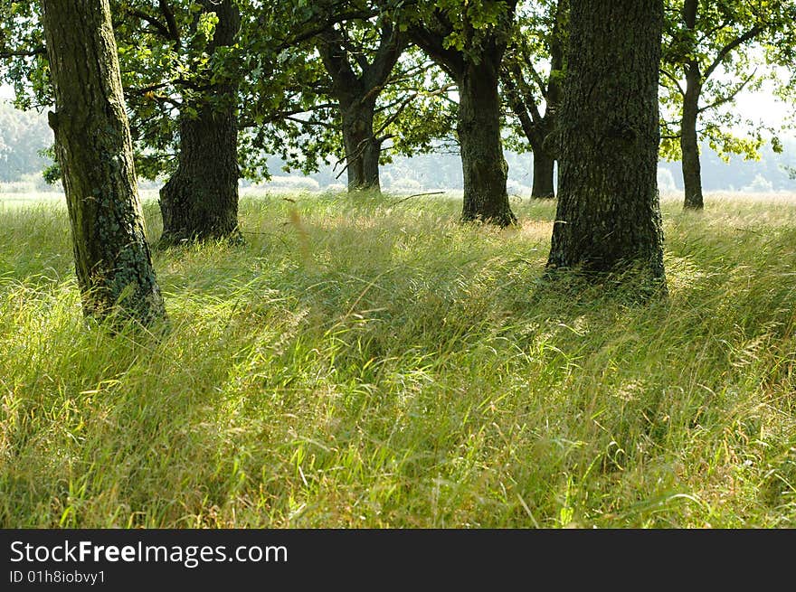 Old trees