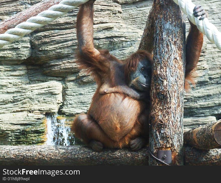 Monkey sitting on the log. emotional face. Monkey sitting on the log. emotional face