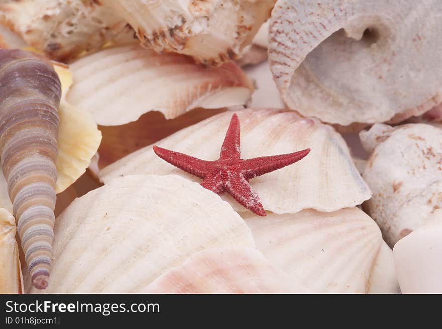 Seashells In Closeup