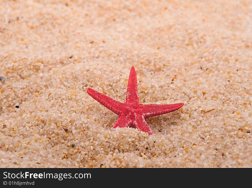 Cushion star (Asterina gibbosa) on the sand