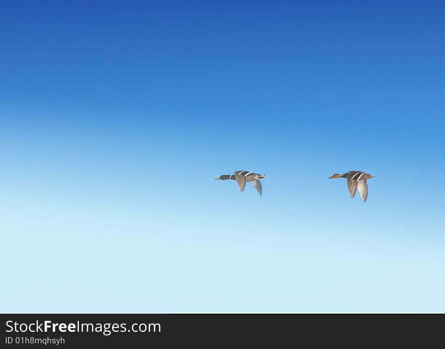 Geese in mist