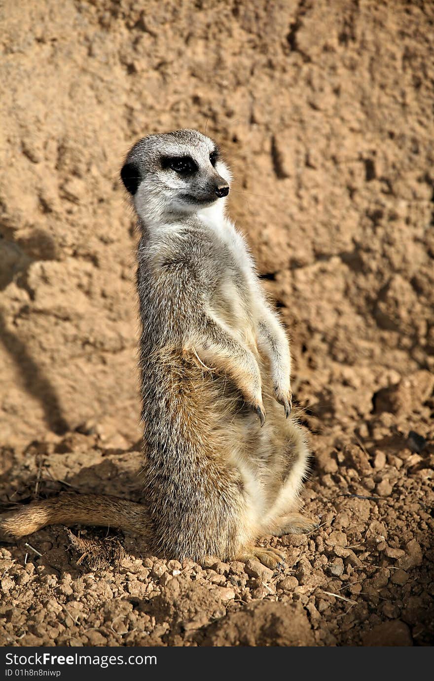 Meerkat Standing High