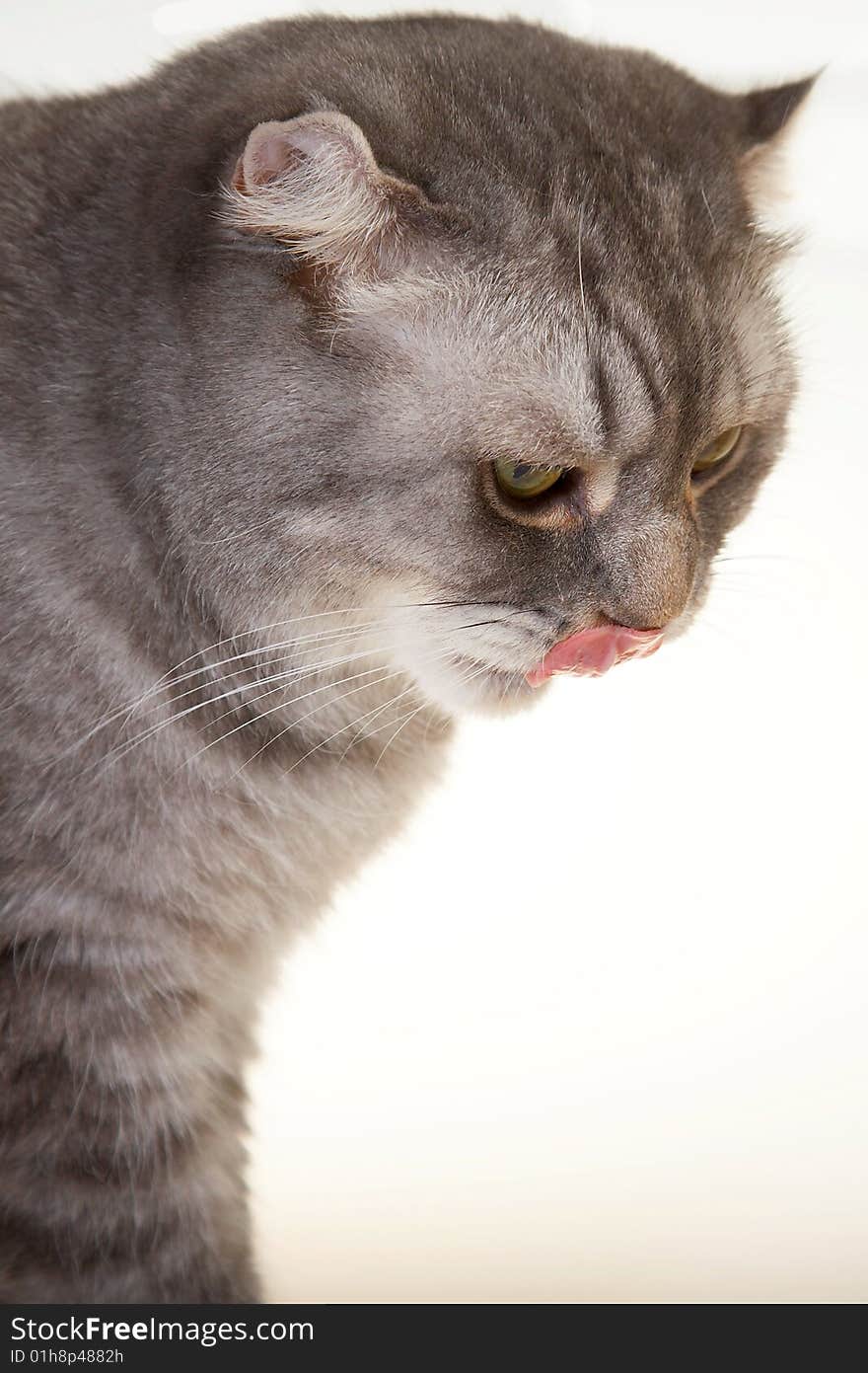 Young playing cat with green eyes, scottish fold