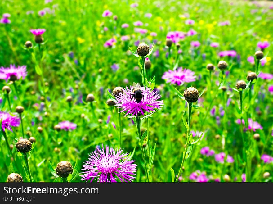 Clover field