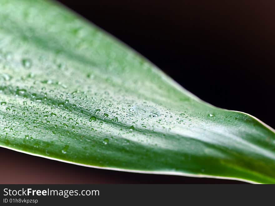 Lucky bamboo leaf with water drops.