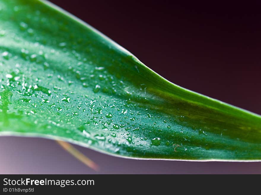 Lucky bamboo leaf with water drops.