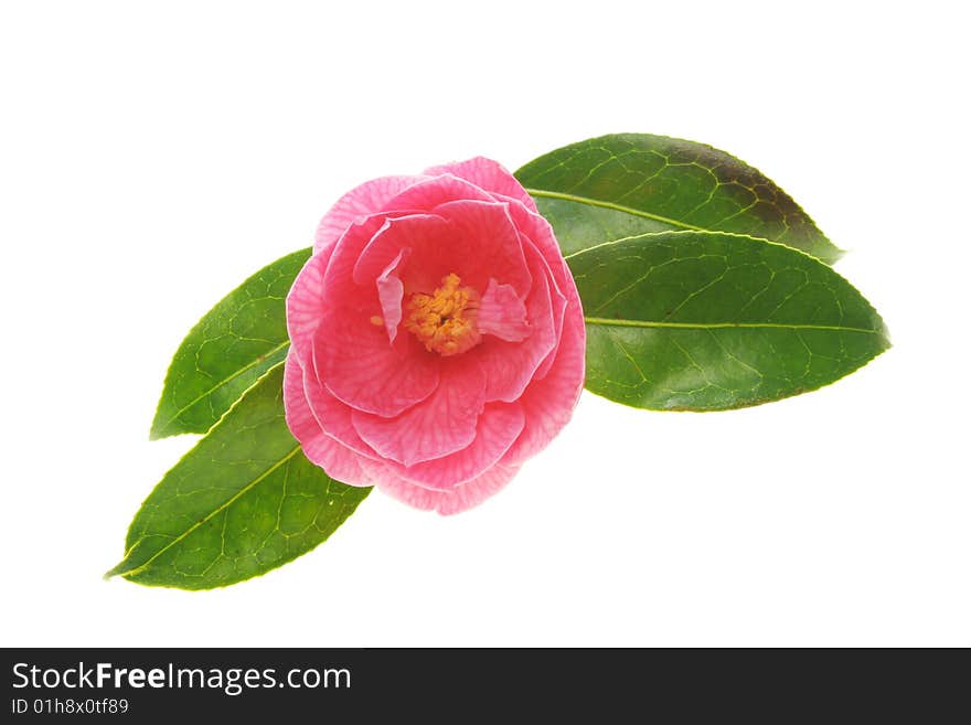 Camellia