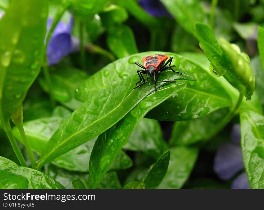 Bedbag and leaf