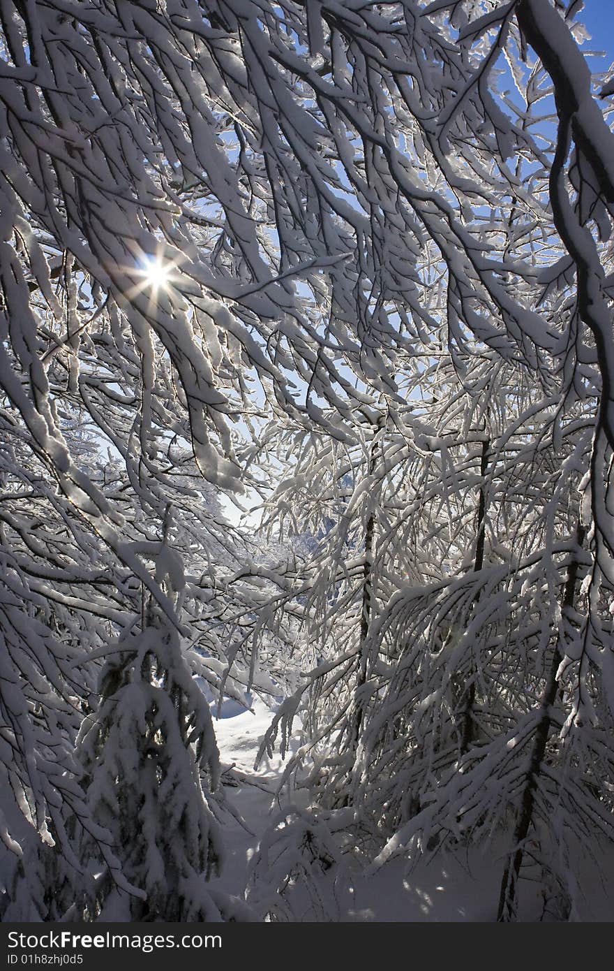 Snowy branches